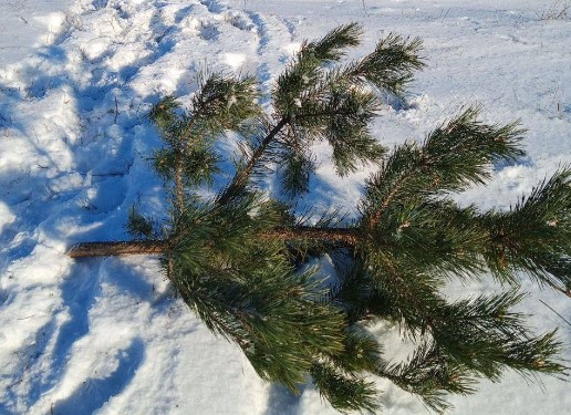 Под Новый год в саратовских лесах обнаружили елочных браконьеров